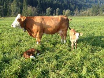 Agroturismo Rauterhof