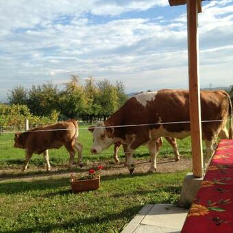Apartamento Ferienwohnung Obstgarten