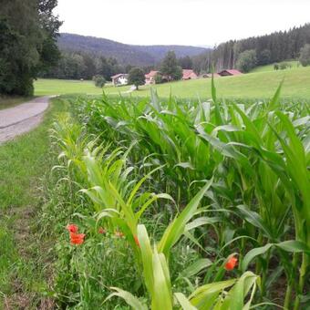 Apartamento Ferienhof Schmalzgrub