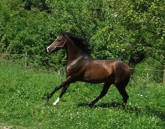 Pr�zdninov� Dome?ek Zl�manka