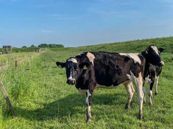 Polderhaus Deichblick Direkt Am Dullart