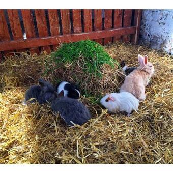 The Dairy Cottage At Wells House, Wexford
