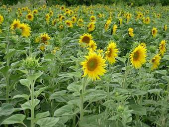 Hostal Kolpingsfamilie Poysdorf