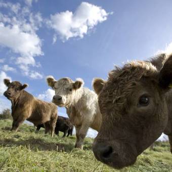 Apartmenthaus "g�stehaus Callsen"