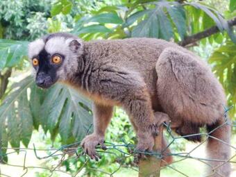 Apartamento Studio With Balcony And Wifi At Mtsamboro 1 Km Away From The Beach