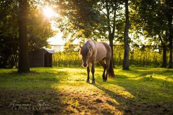 Domein Den Buiten Bed And Breakfast Dnd