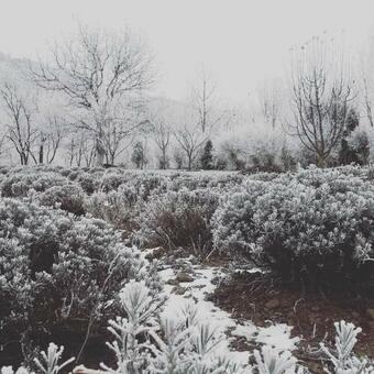 Lavander Garden Camping