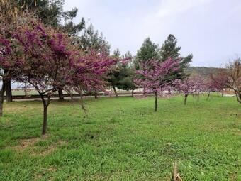 Soula's Sunshine Big Apartment