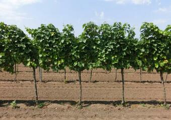 Savor The Nature From A Lake House In The Reeds