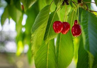 Apartamento Alpenrelax Haus Weidmannsheil Wohnen Im Romantischen Forsthaus