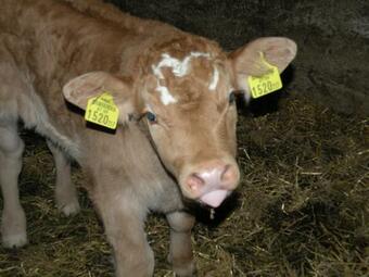 Agroturismo Kollmannbauer