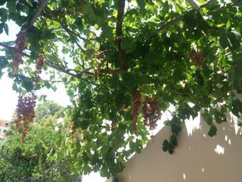 Agroturismo Poros Apartment In Garden