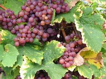 Apartamento Appartements Les Cl�s Des Vignes