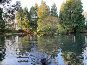 Peaceful Woodland Cottage With Fireplace