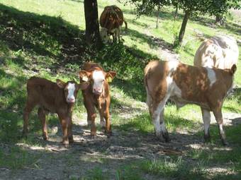 Agroturismo Wachahof