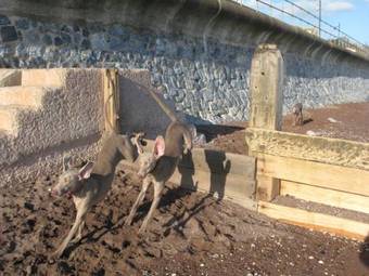 Bed & Breakfast The Minadab Cottage