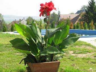 Hostal Erzs�bet Vend�gh�z - Csesznek