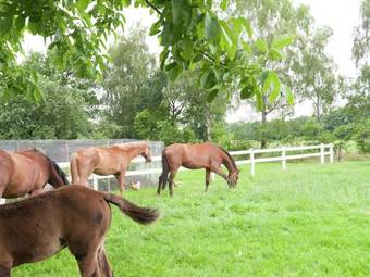 Agroturismo Peaceful Famrhouse In Valthe Drenthe With Large Garden