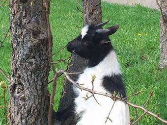 Apartamento Zantnhof