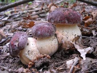 Agroturismo Agriturismo La Casa Del Sarto