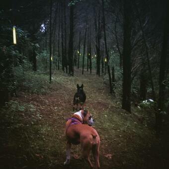 Tentrr Signature Site - Autumn Olive At Evensong Farm