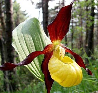 Hotel Albergo Aurora