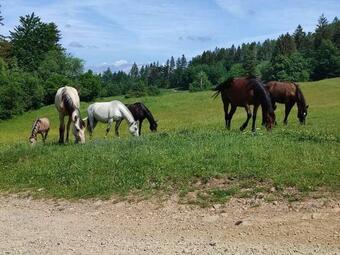 Apartamento Romantick� Ubytovanie Pre Dvoch V Lese