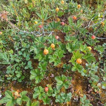 Ma?y Domek Byavagen 81