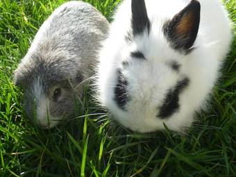 G�telabaronnaise Avec Piscine Chauff�e Pr�s Parc Asterix