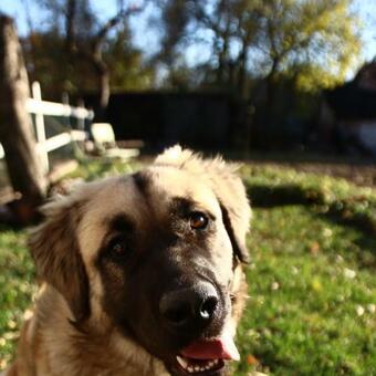 Family Apartman Sz�del? - Z�diel