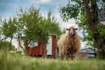 Slapen Tussen De Schapen In Een Tiny Wineyhouse