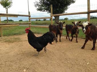 Bed & Breakfast Cascina Folletto