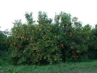 Apartamento Casa Vacanze Bio Mele