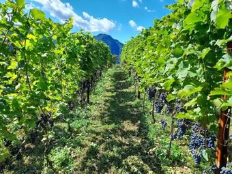 Agroturismo Cascina Teresina