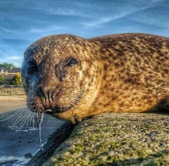 Dinan - Maison Rose - Beautiful House Overlooking Marina