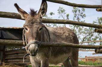Agroturismo Agriturismo La Facenda