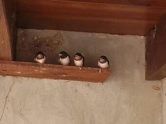 Bed & Breakfast L'or�e Des Bois Chambre Ch�ne