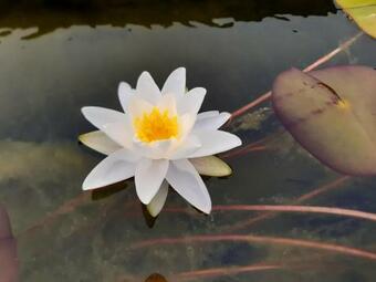 Villa Paisible Avec Baignade Bassin Naturel