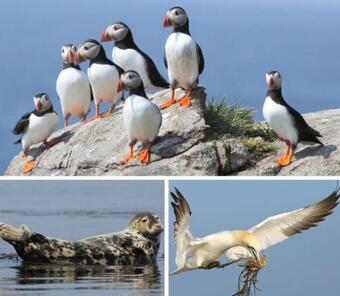 Grand Mobilhome 6 Pers - Perros Guirec