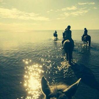 Hostal Sassi Talu Horsefarm