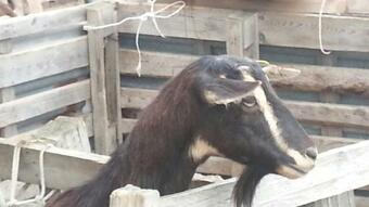 Agroturismo La Collina Degli Allori