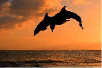 Hotel Palagama Beach