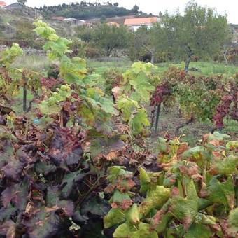 Agroturismo Casa Da Trigueira