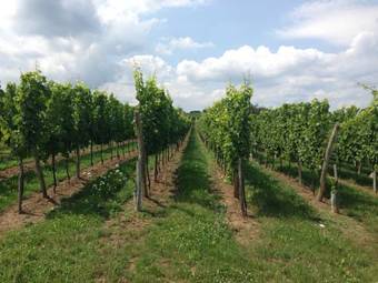 G�te Griotte Et Cannelle