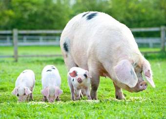 Hotel Crazy Bear Stadhampton