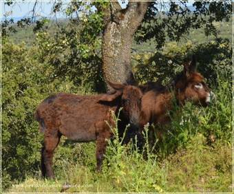 Hostal Herdade Da Amendoeira