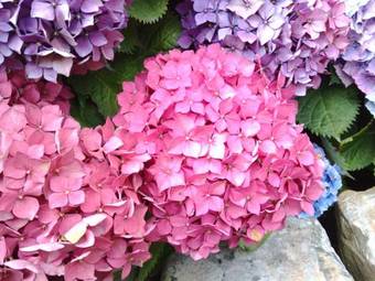 Bed & Breakfast La Ferme Du Bois Paris