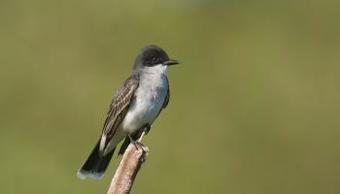 Hotel Deerhurst Resort