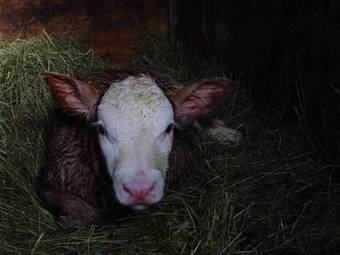 Apartamento Kal�nhof