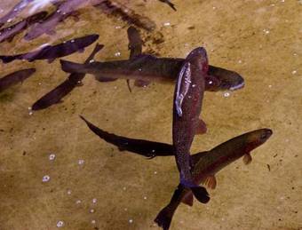 Hotel Splendid H�tel